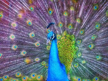 Full frame shot of peacock feathers