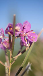 Close-up of pink flowering plant
