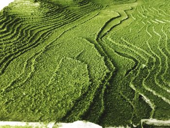 Full frame shot of rice field