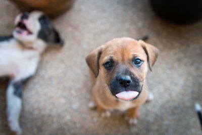 High angle portrait of puppy sticking out tongue while sitting outdoors