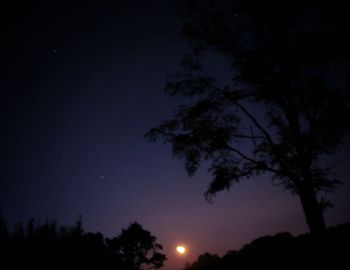 Low angle view of silhouette trees against sky at night