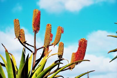 Low angle view of flowering plant against blue sky