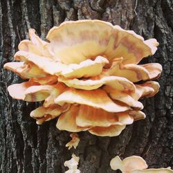 Close-up of flowers growing on tree trunk