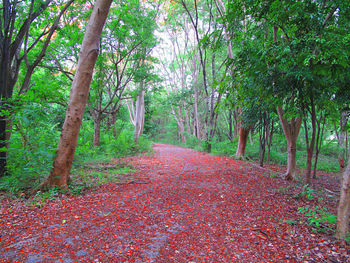 Footpath amidst trees in forest during autumn