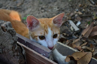 Cat relaxing on field