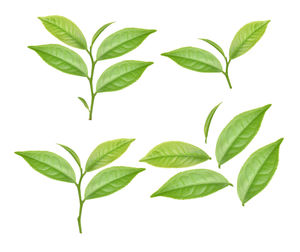 Close-up of green leaves against white background