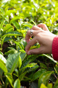 Cropped hand of woman holding plant