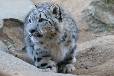 Close-up of tiger relaxing on rock