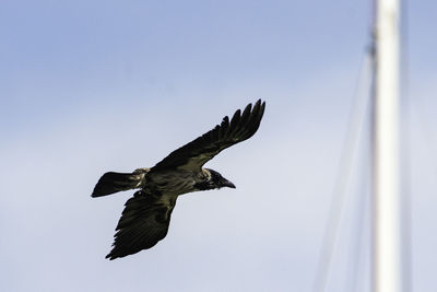 Low angle view of eagle flying in sky