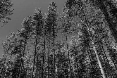 Low angle view of bare trees against sky