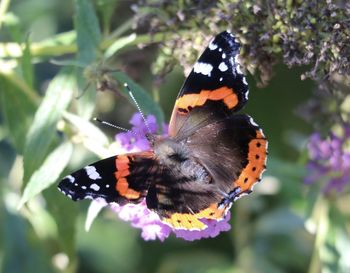 Close-up of butterfly pollinating on flower