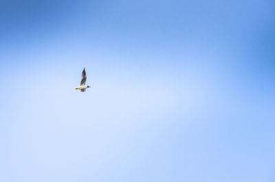 Low angle view of bird flying against clear blue sky