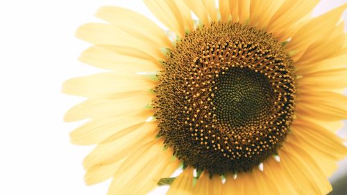 Close-up of sunflower against white background