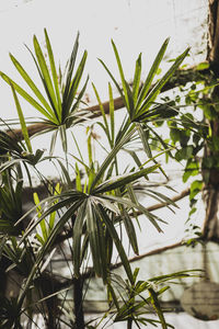 Close-up of plant