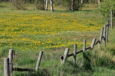 Scenic view of field