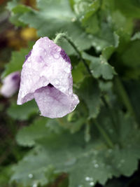 Close-up of raindrops on purple flower