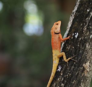 Close-up of lizard on tree trunk