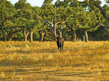 View of a horse