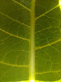 Full frame shot of green leaf