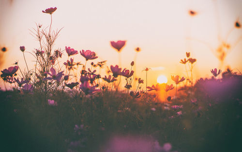 Close-up of purple flowering plants on field against sky during sunset