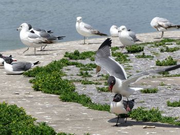 Black-headed gulls and seagulls against lake