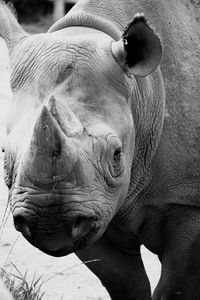 Close-up of human eye