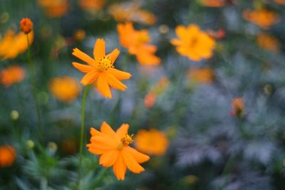 Close-up of orange flowers blooming outdoors