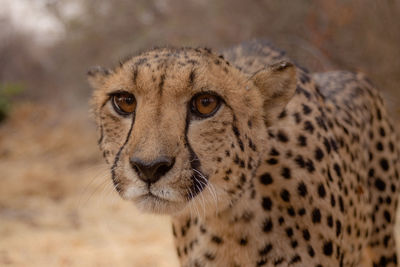 Close-up portrait of a cheetah