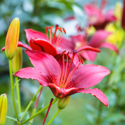 Close-up of pink flowering plant