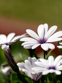 Close-up of white flowers