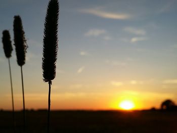 Plants growing on field at sunset