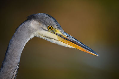 A heron portrait. having just landed near us, this juvenile heron inspects is cautiously.
