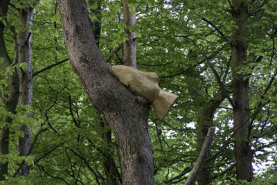 Low angle view of bird perching on tree trunk in forest