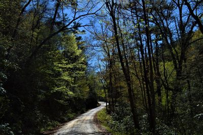 Road amidst trees in forest