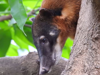 Close-up of horse eating branch