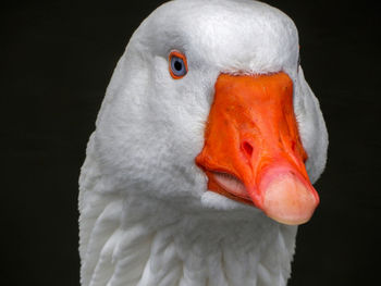 Close-up of a bird against black background