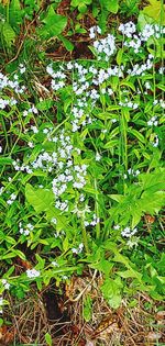 High angle view of flowering plants on field