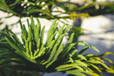 Close-up of pine tree