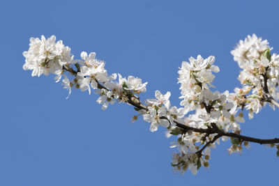 White flower on the tree in spring