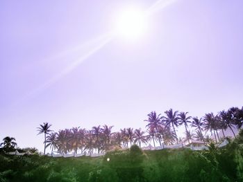 Palm trees against clear sky