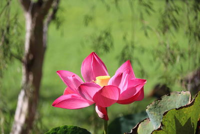 Close-up of pink water lily