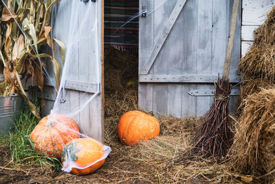 View of pumpkins against orange building