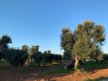 Trees on field against clear blue sky