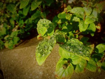 Close-up of fresh green plant