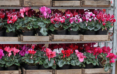 Pink flowers blooming at home