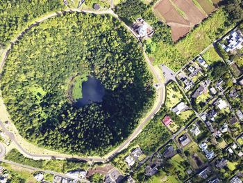 High angle view of trees and plants growing on field