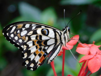 Close-up of butterfly pollinating on flower