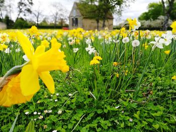 Close-up of yellow flowers blooming outdoors