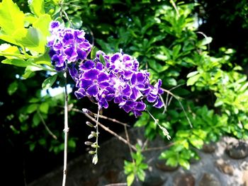 Close-up of purple flowering plant