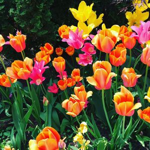 Close-up of tulips blooming in field